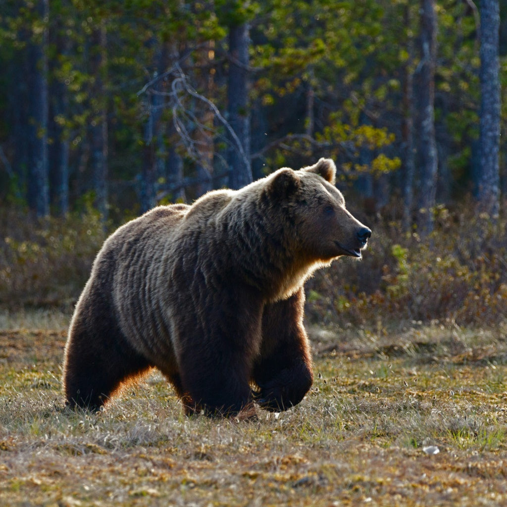 How to Prepare for a Visit to a US National Park How to Prepare for a Visit to a US National Park